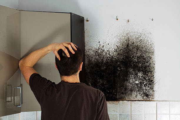 Best Professional Mold Removal  in USA